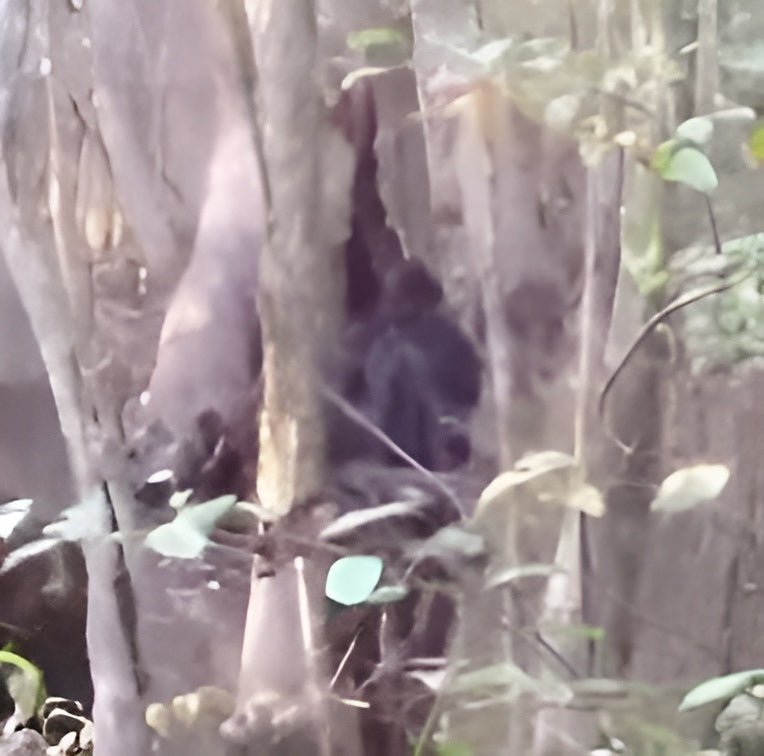 Mississippi Bigfoot Footage Called "Best Footage Ever Recorded" 🌲🦍 - Crypto Zoo Tees