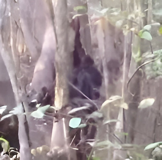 Mississippi Bigfoot Footage Called "Best Footage Ever Recorded" 🌲🦍 - Crypto Zoo Tees