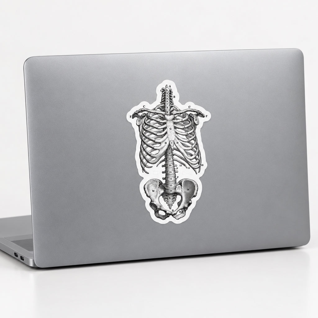 Vintage Anatomical Skeleton Sticker | Ribcage Diagram 5.5" x 3.3"