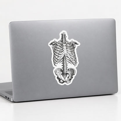 Vintage Anatomical Skeleton Sticker | Ribcage Diagram 5.5" x 3.3"