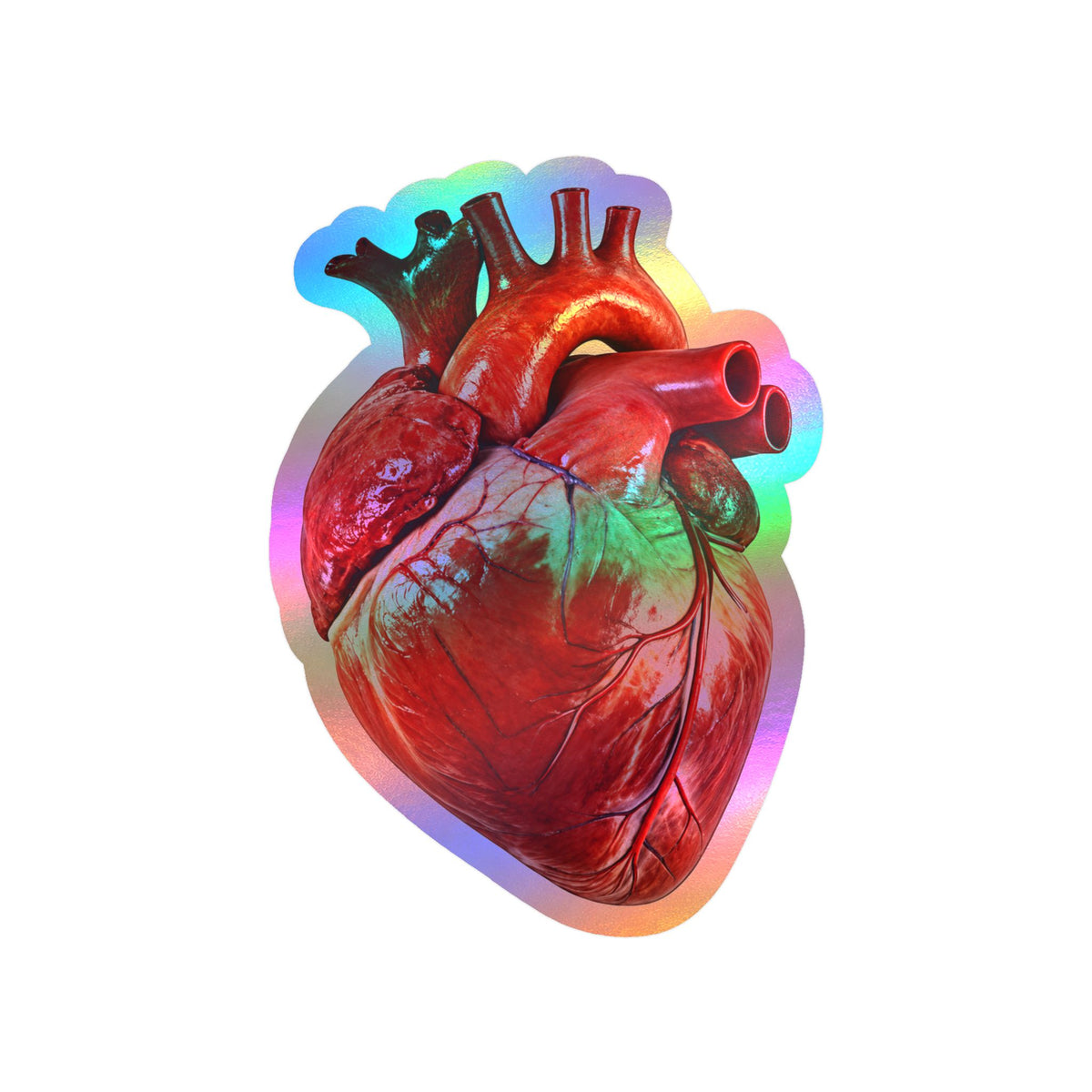 Anatomical Human Heart Sticker | 5" x 3.5" | Realistic Art