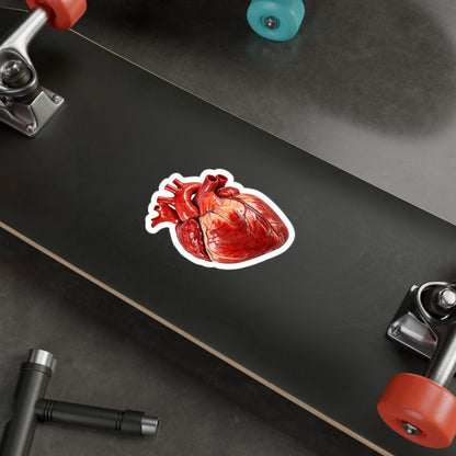 Anatomical Human Heart Sticker | 5" x 3.5" | Realistic Art