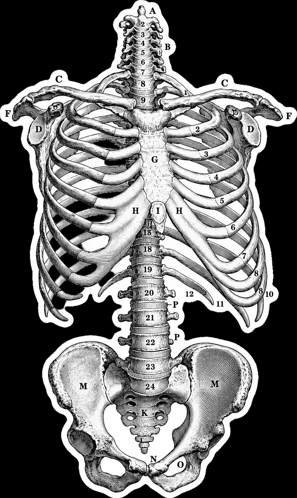 Vintage Anatomical Skeleton Sticker | Ribcage Diagram 5.5" x 3.3"