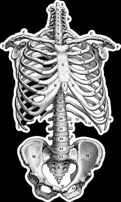 Vintage Anatomical Skeleton Sticker | Ribcage Diagram 5.5" x 3.3"