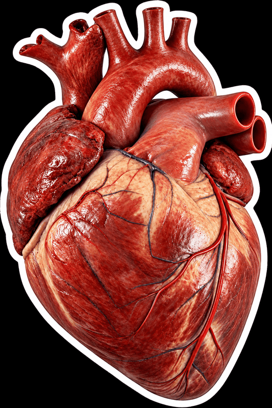 Paper products - Anatomical Human Heart Sticker | 5" x 3.5" | Realistic Art from SHIRT MONSTERS