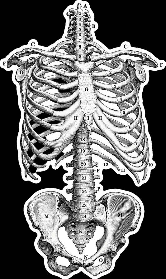 Paper products - Vintage Anatomical Skeleton Sticker | Ribcage Diagram 5.5" x 3.3" from SHIRT MONSTERS